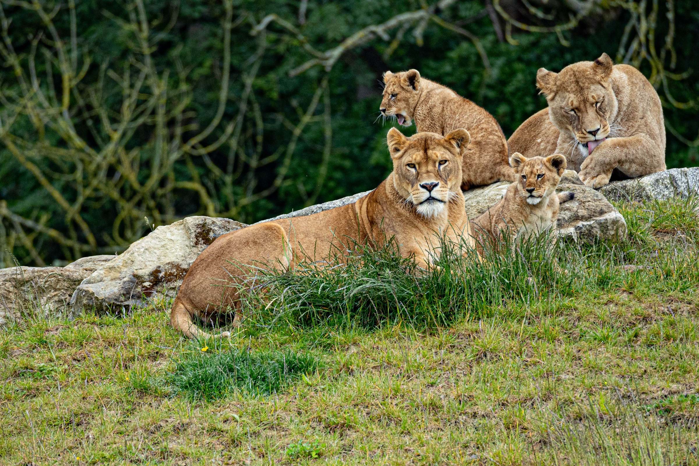 Port Lympne Safari Park, from Port Lympne Safari Park