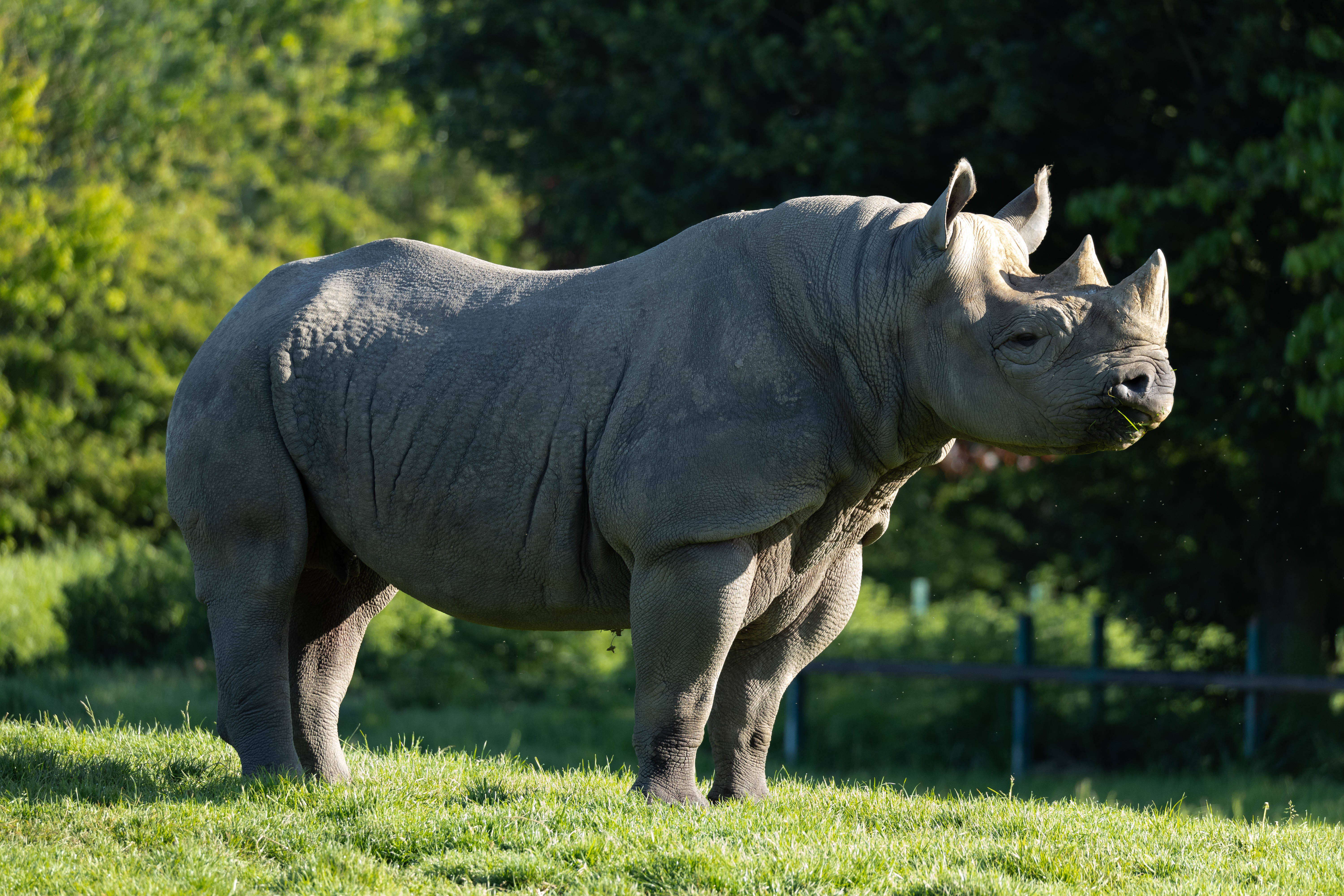 Black rhino at Howletts Wild Animal Park in Kent