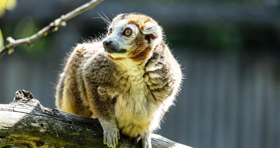 Crowned lemur at Howletts Wild Animal Park in Kent