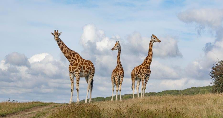 Nubian giraffes at Port Lympne Hotel & Reserve in Kent, UK