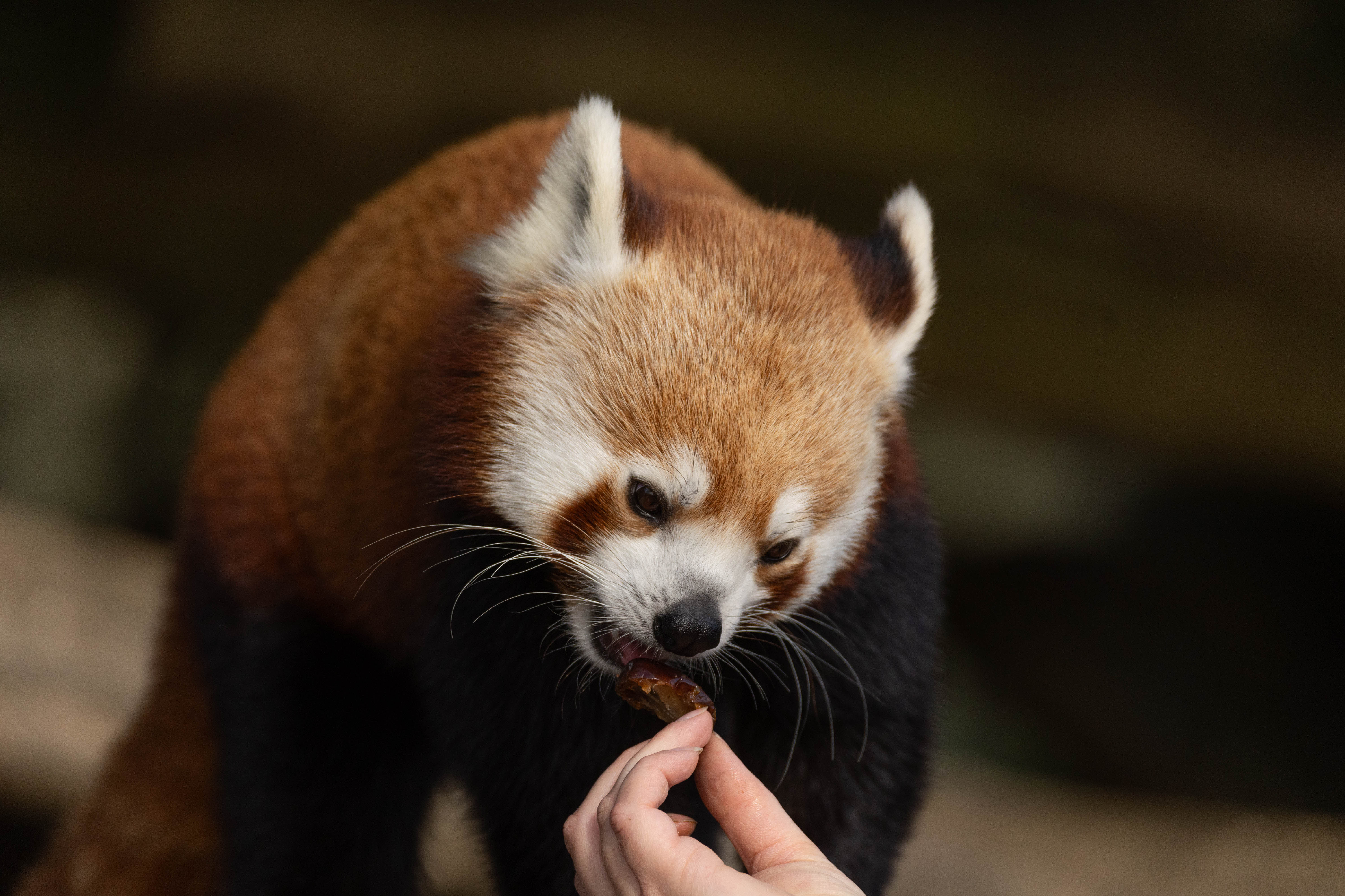 Keeper feeds a red panda at Port Lympne Hotel & Reserve in Kent, UK