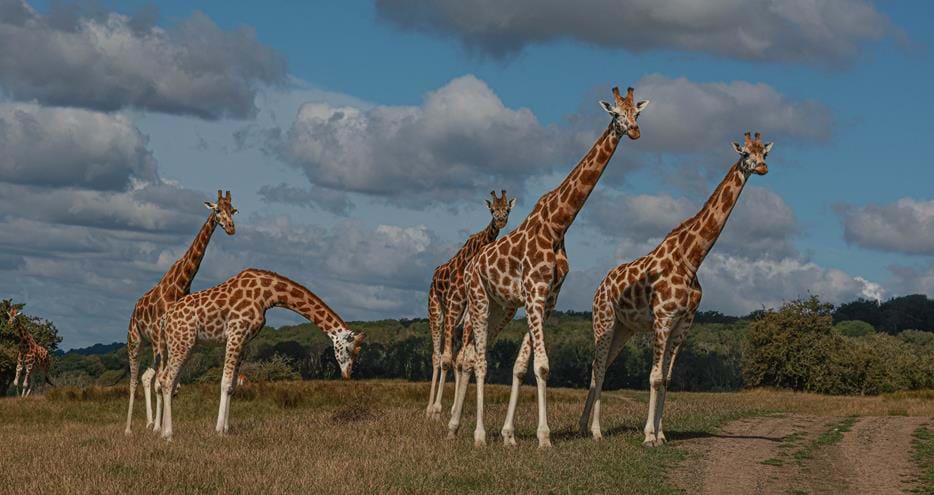Kent's biggest tower of giraffes at Port Lympne Hotel & Reserve in Kent, UK