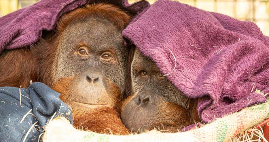 Hadjah and Malou the orangutans at Port Lympne Hotel & Reserve in Kent