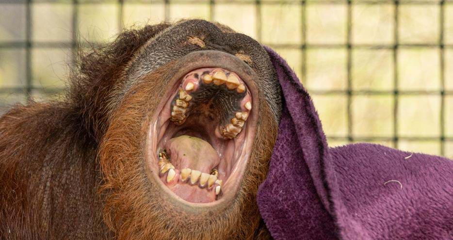 Hadjah the orangutan yawning at Port Lympne Hotel & Reserve in Kent
