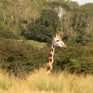Giraffe at Port Lympne Hotel & Reserve in Kent, UK