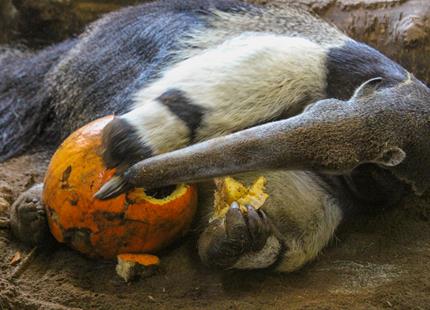 Howletts anteater with pumpkin.jpg