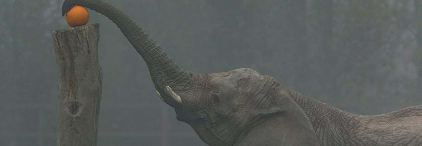 Elephant with pumpkin.jpg