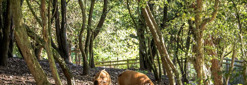 Autumn at Howletts.jpg