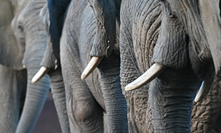 African elephants at Howletts Wild Animal Park in Kent