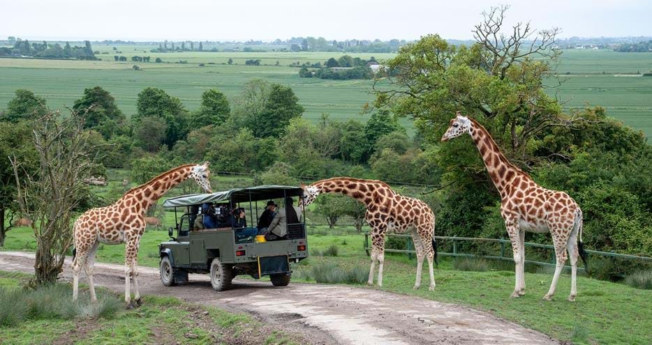 Mary Berry & Hamza Yassin feeding giraffes on safari while filming Mary's Foolproof Dinners at Port Lympne Hotel & Reserve in Kent, Summer 2024