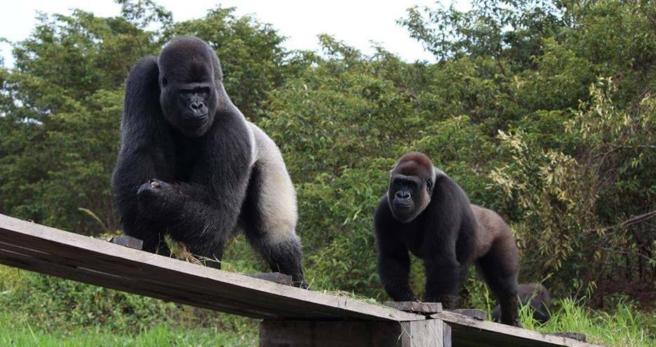 Djala and Kibi make their way over a bridge to the mainland
