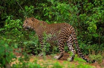 Sri Lankan leopard