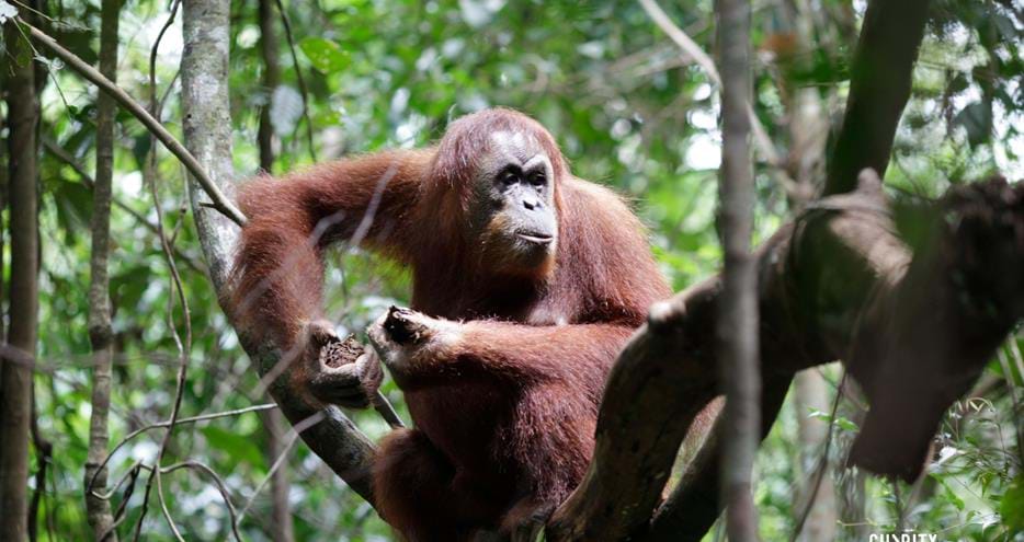 Sumatra Jungle Challenge