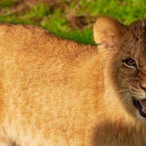 Lion-Cub_2025.jpg