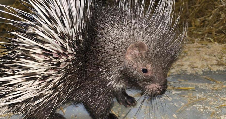 Baby porcupine or porcupette at Port Lympne Hotel & Reserve in Kent, UK