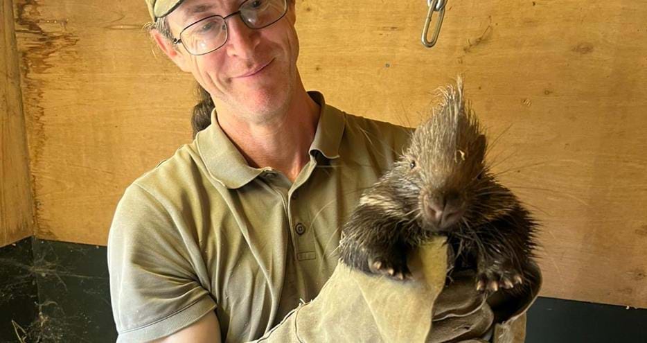 Keeper Jamie with a baby porcupine or porcupette at Port Lympne Hotel & Reserve in Kent, UK