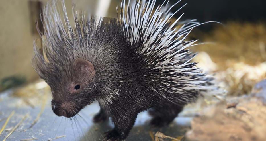 Baby porcupine or porcupette at Port Lympne Hotel & Reserve in Kent, UK