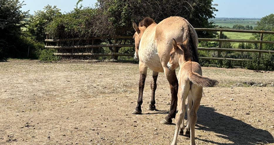 Przewalski Horse foal born at Port Lympne Hotel & Reserve in Kent, UK, May 2025