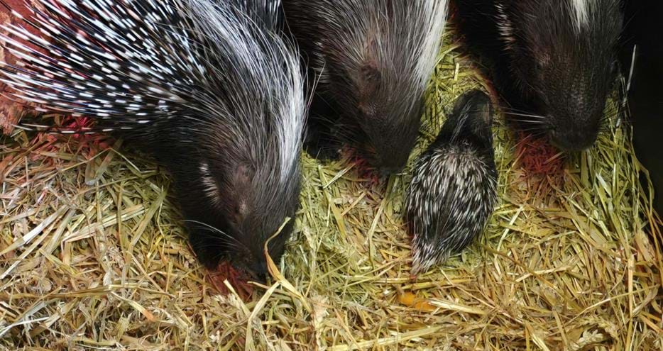 Baby porcupine or porcupette at Port Lympne Hotel & Reserve in Kent, UK