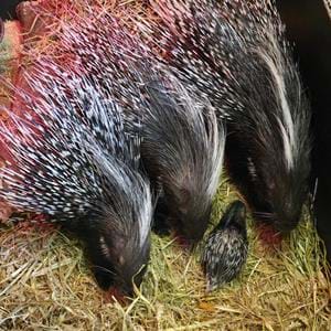 Baby porcupine or porcupette at Port Lympne Hotel & Reserve in Kent, UK