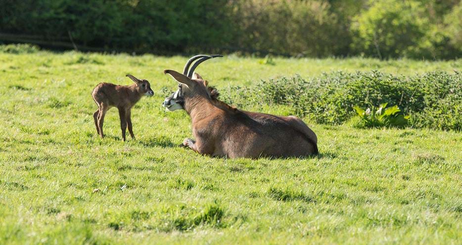 Roan antelope calf at Port Lympne Hotel & Reserve in Kent, UK