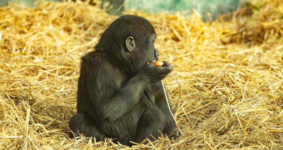 Western lowland gorilla baby, Kafele, at Port Lympne Hotel & Reserve in Kent, UK
