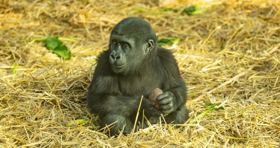 Western lowland gorilla baby, Kafele, at Port Lympne Hotel & Reserve in Kent, UK