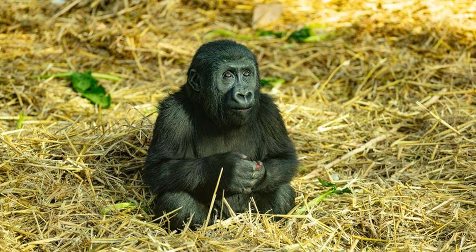 Western lowland gorilla baby, Kafele, at Port Lympne Hotel & Reserve in Kent, UK