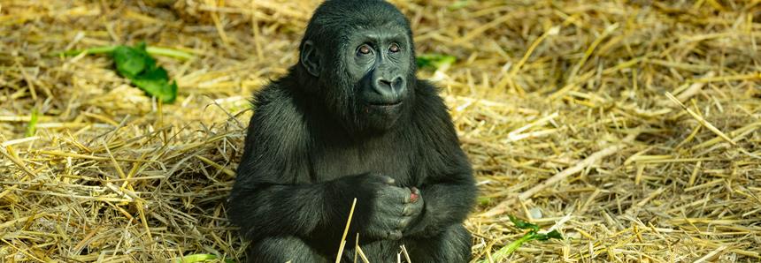 Western lowland gorilla baby, Kafele, at Port Lympne Hotel & Reserve in Kent, UK