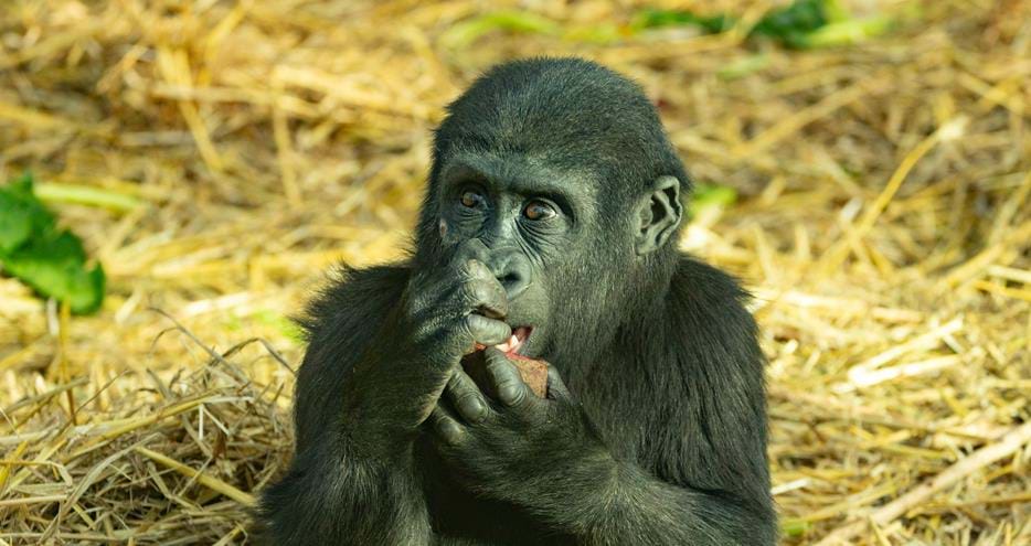 Western lowland gorilla baby, Kafele, at Port Lympne Hotel & Reserve in Kent, UK