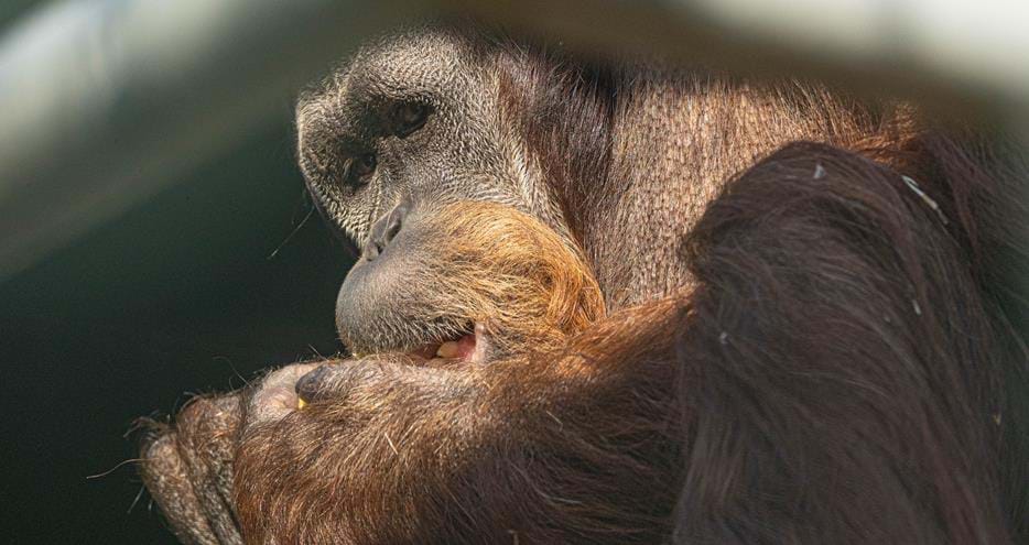 Sumatran orangutan at Port Lympne Hotel & Reserve in Kent, UK