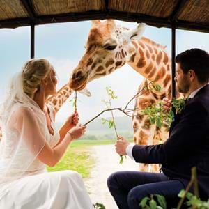 9. Meet the Animals and Feed the Giraffes at a Port Lympne Hotel Wedding in Kent