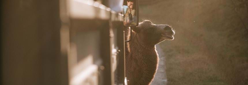 Camel stands in front of a safari truck at Port Lympne Hotel & Reserve in Kent